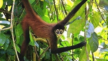 Discover Costa Rica Wildlife Sanctuary | Monkeys in Guanacaste